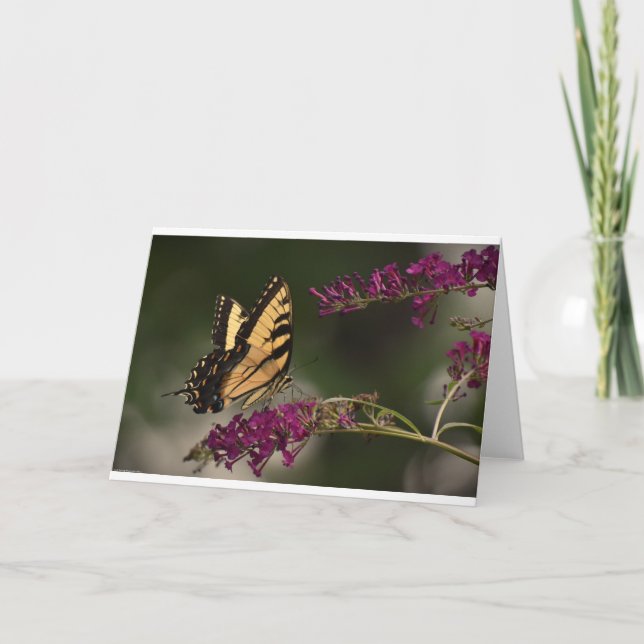 Schmetterling, Karte (Vorderseite)