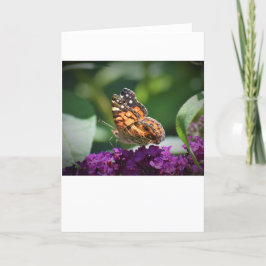 Schmetterling, Karte