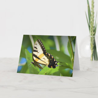 Schmetterling, Karte