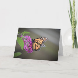 Schmetterling, Karte
