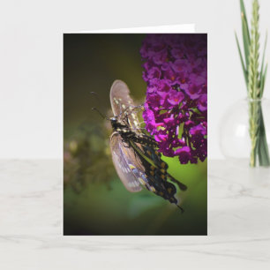 Schmetterling, Karte