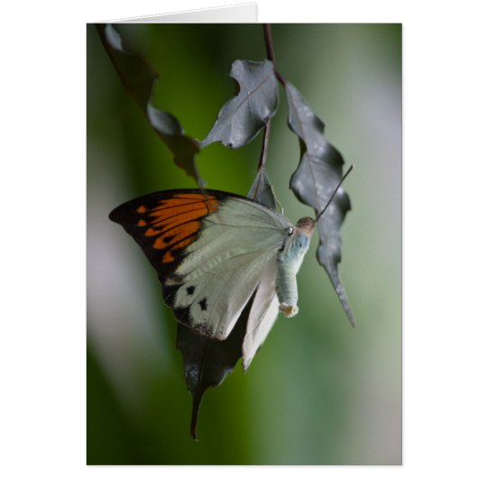 Schmetterling Karte