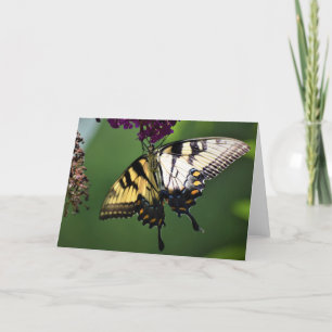 Schmetterling, Karte