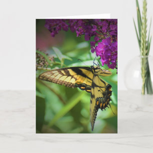 Schmetterling, Karte
