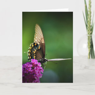 Schmetterling, Karte