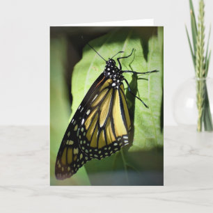 Schmetterling, Karte