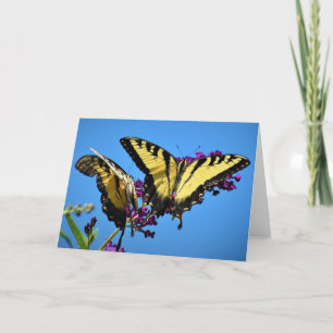 Schmetterling, Karte