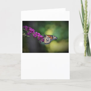 Schmetterling, Karte