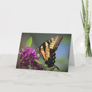 Schmetterling, Karte