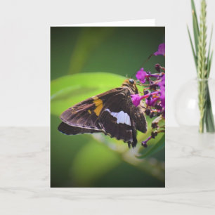 Schmetterling, Karte