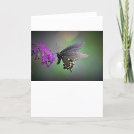 Schmetterling, Karte