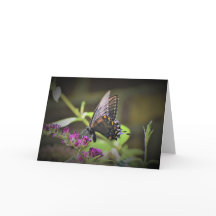 Schmetterling, Karte