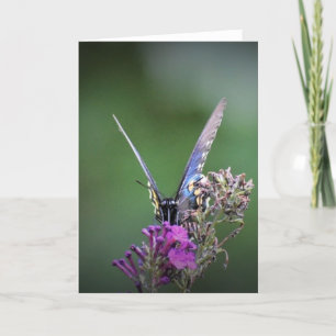 Schmetterling, Karte