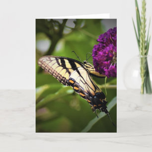 Schmetterling, Karte