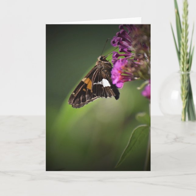 Schmetterling, Karte (Vorderseite)