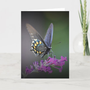 Schmetterling, Karte