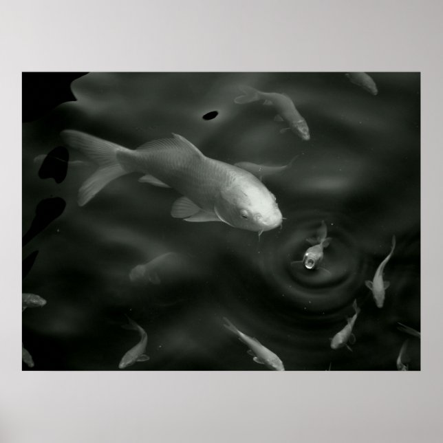 Schmetterling Kois Poster (Vorne)