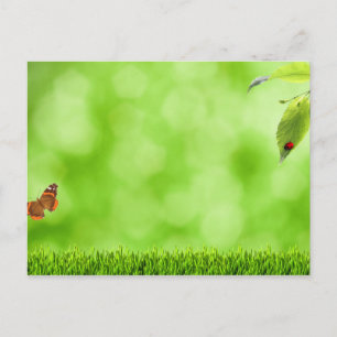 Schmetterling & Ladybug über Gras Postkarte