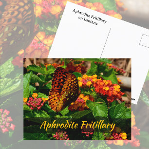 Schmetterling Lantana Blumen Fotografisch Postkarte