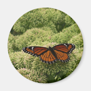 Schmetterling Limenitis archippus Schöne Naturfoto Magnet