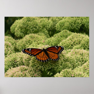 Schmetterling Limenitis archippus Schöne Naturfoto Poster