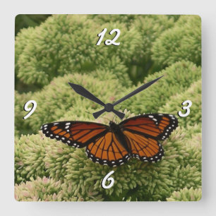 Schmetterling Limenitis archippus Schöne Naturfoto Quadratische Wanduhr