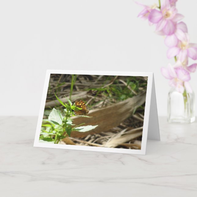 Schmetterling Maculada, Pararge Aegeria Karte (Orchidee)