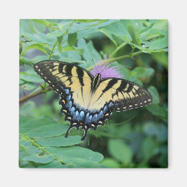 Schmetterling Magnet