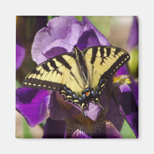 Schmetterling Magnet