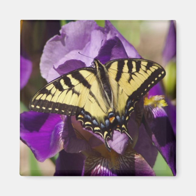 Schmetterling Magnet (Vorne)