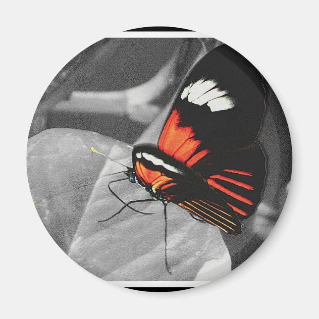 Schmetterling Magnet (Vorne)