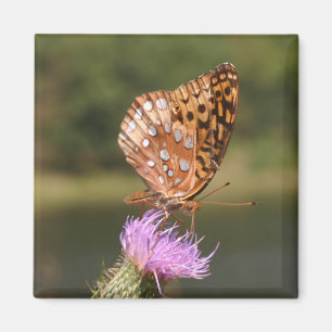 Schmetterling Magnet