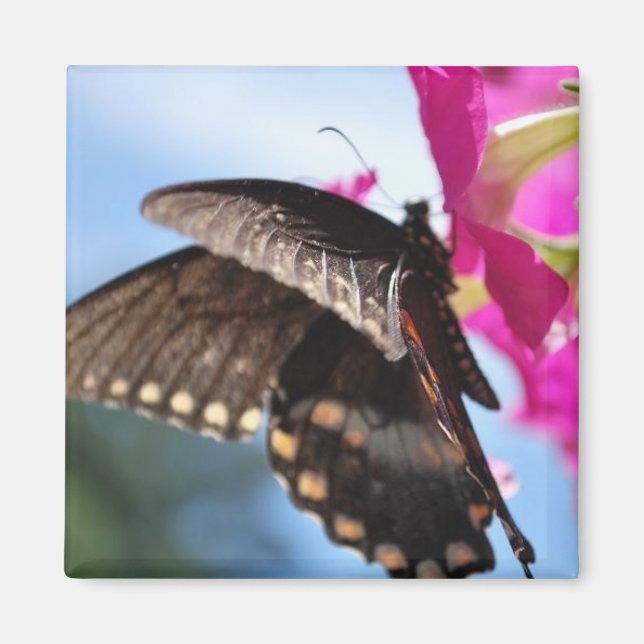 Schmetterling Magnet (Vorne)