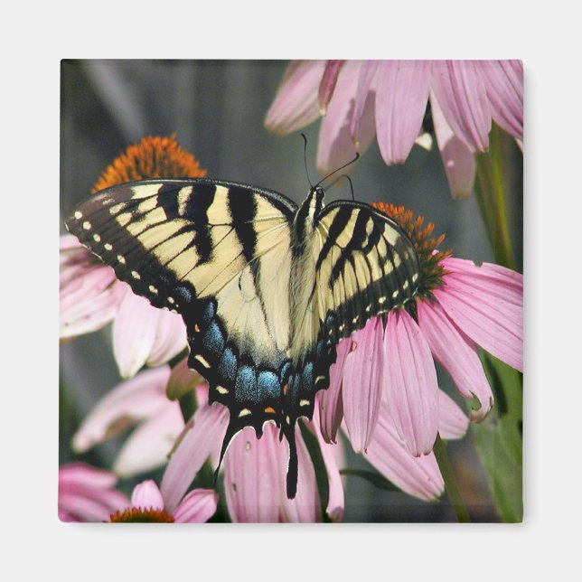 Schmetterling Magnet (Vorne)