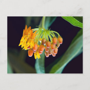 Schmetterling-Milkweed-Buds und -Blüten Postkarte