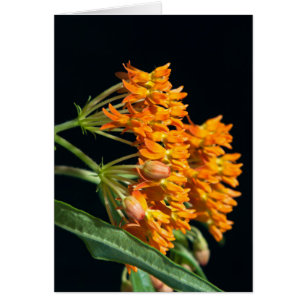 Schmetterling-Milkweed-Florets and Buds on Black
