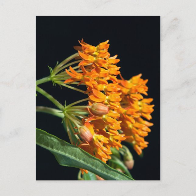 Schmetterling-Milkweed-Florets and Buds on Black Postkarte (Vorderseite)