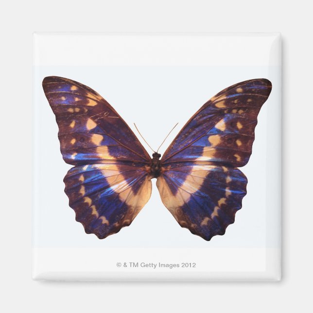 Schmetterling mit Flügeln 3 Magnet (Vorne)