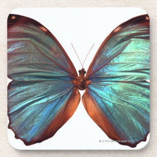 Schmetterling mit Flügeln verbreitete 2 Getränkeuntersetzer