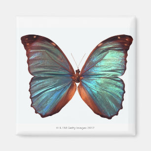 Schmetterling mit Flügeln verbreitete 2 Magnet