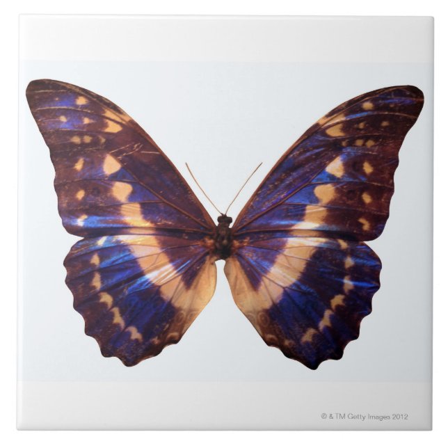 Schmetterling mit Flügeln verbreitete 3 Fliese (Vorderseite)