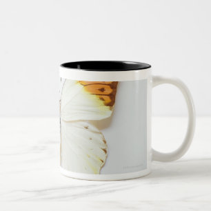 Schmetterling mit Spannweite, fand in den Regionen Zweifarbige Tasse