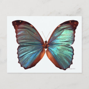 Schmetterling mit Tragflächen 2 Postkarte