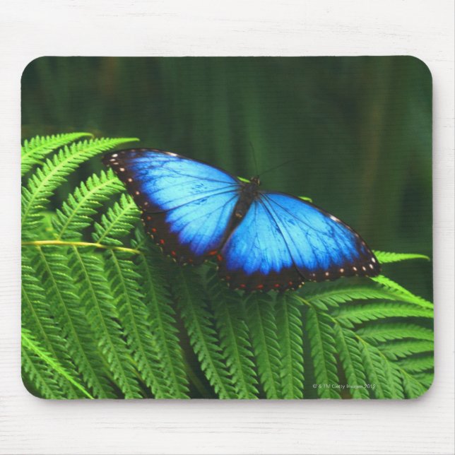 Schmetterling Mousepad (Vorne)