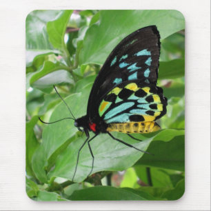 Schmetterling Mousepad! Mousepad