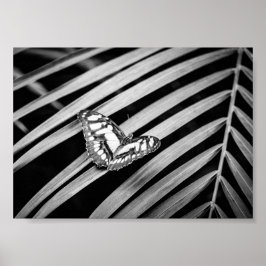 Schmetterling Natur Insekten Schwarz und Weiß Poster