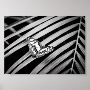 Schmetterling Natur Insekten Schwarz und Weiß Poster