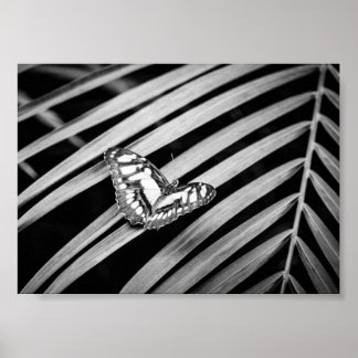 Schmetterling Natur Insekten Schwarz und Weiß Poster