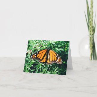 Schmetterling notecards karte