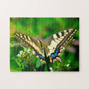Schmetterling Papilio Machaon.